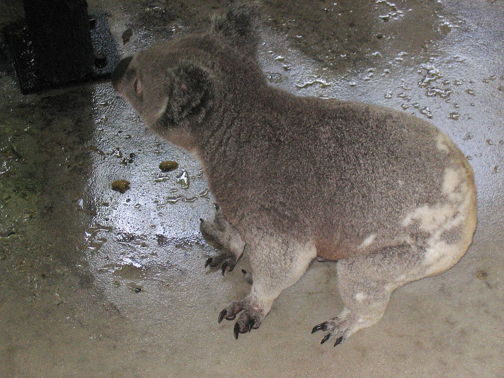 CairnsTC173 Cairns Tropical Zoo.jpg